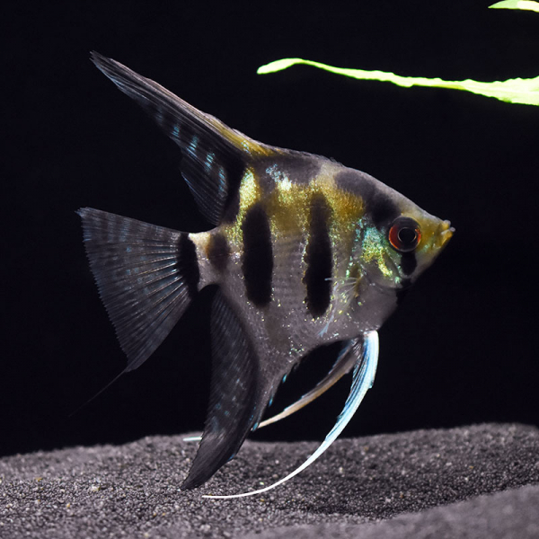 Leopard Skalar, Pterophyllum scalare Leopard